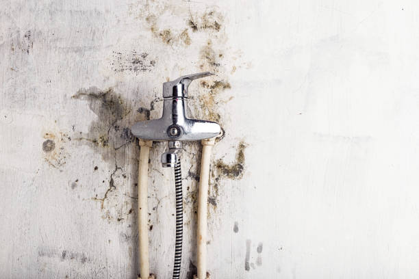 Best Emergency Mold Removal  in Buffalo, MN