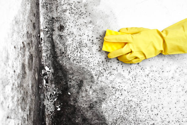 Best Toxic Mold Removal  in Buffalo, MN