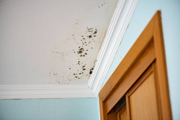 Best Home Mold Removal  in Buffalo, MN