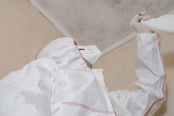Professional Mold Removal in Buffalo, MN