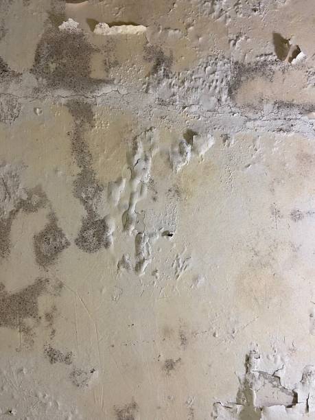 Best Mold Testing  in Buffalo, MN