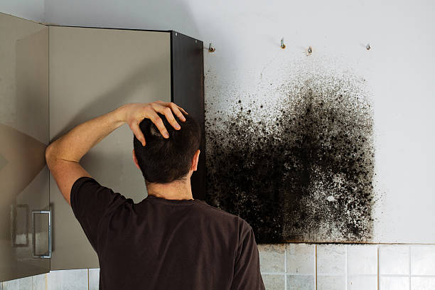Best Mold Remediation Experts  in Buffalo, MN