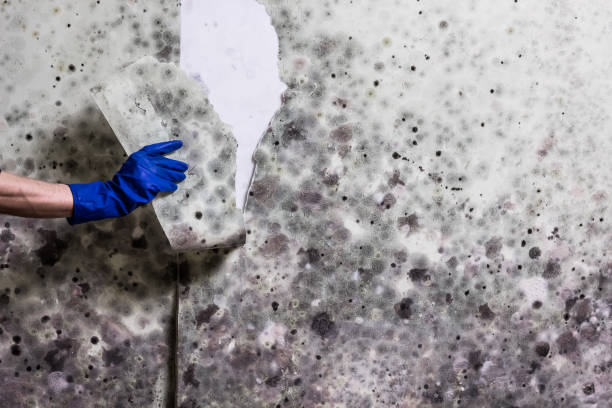 Best Commercial Mold Removal  in Buffalo, MN