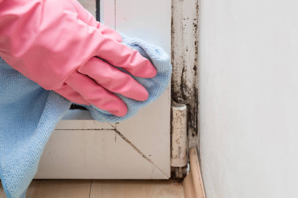 Best Office Mold Removal Services  in Buffalo, MN
